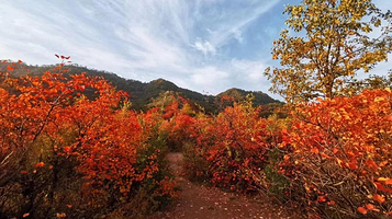 韩城香山红叶