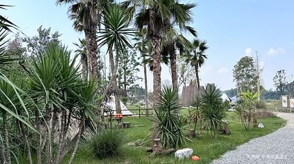 石町谷田园第 1 张图片