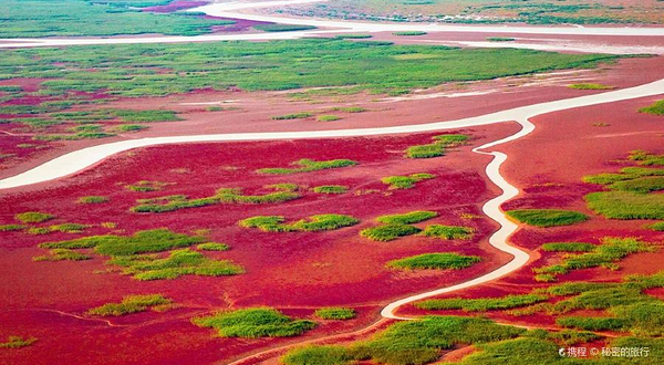 山东黄河三角洲国家级自然保护区