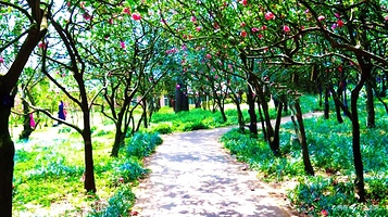 昆明植物园东园