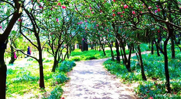 昆明植物园东园