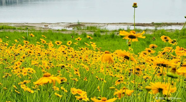 滹沱河生态旅游景区-滹沱湿地