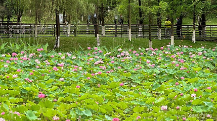 沐仙湖公园第 1 张图片