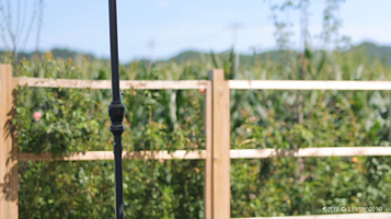 飞鸟与鸣虫农场