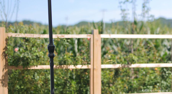 飞鸟与鸣虫农场