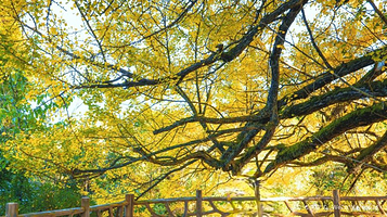 白岩千年银杏树