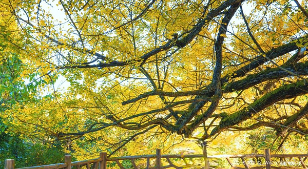 白岩千年银杏树