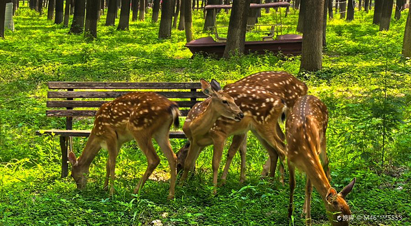 神鹿森林乐园