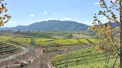 茶山花海景区第 1 张图片