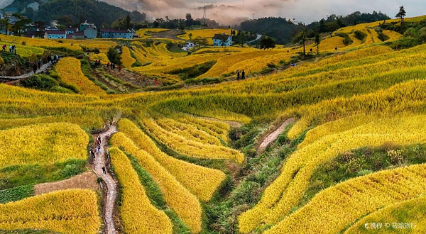 鎏金梯田