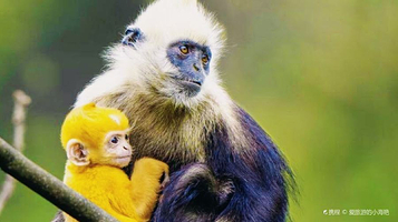 广西崇左白头叶猴国家级自然保护区