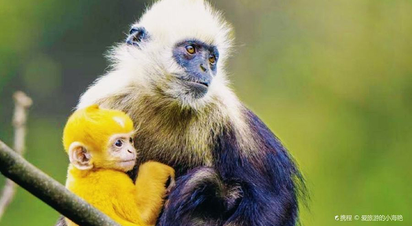 广西崇左白头叶猴国家级自然保护区