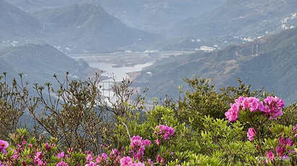 凤凰山天池景区-杜鹃花海第 1 张图片