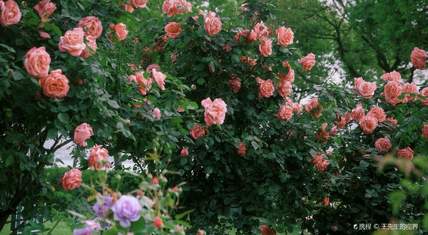 湖滨公园-欧月园