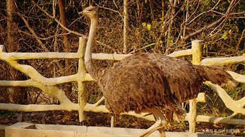 新乡市人民公园-新乡市动物园