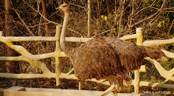 新乡市人民公园-新乡市动物园