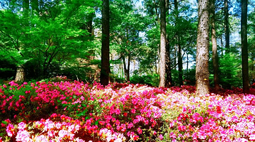 临平公园-杜鹃园