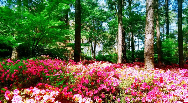 临平公园-杜鹃园