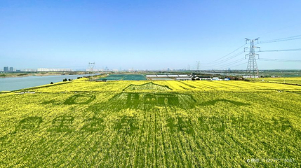 北联村油菜花瞭望台第 1 张图片