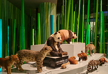成都大熊猫繁育研究基地第 772 张图片