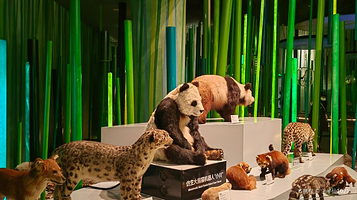 成都大熊猫繁育研究基地-观光车大熊猫博物馆站