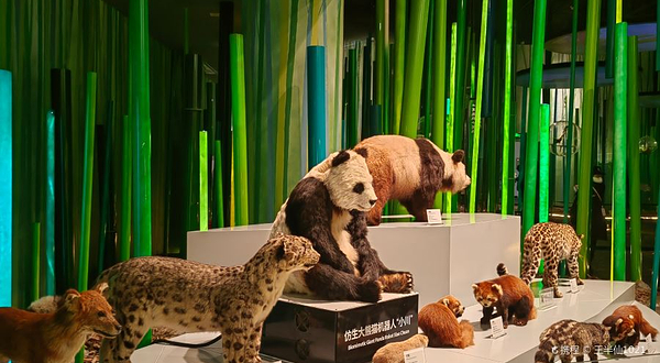 成都大熊猫繁育研究基地-观光车大熊猫博物馆站