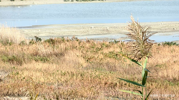 运城盐湖生态湿地公园