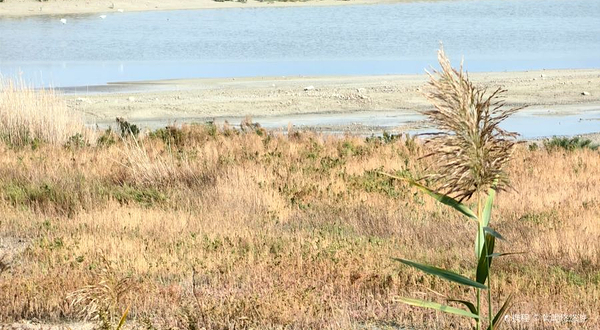 运城盐湖生态湿地公园