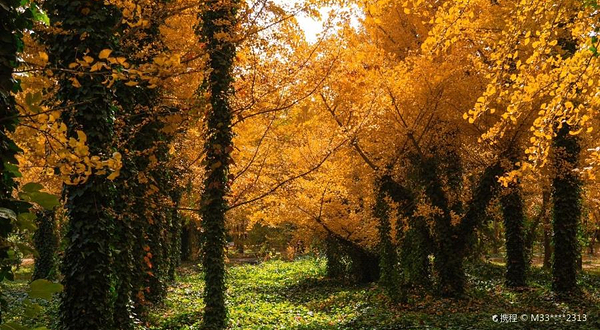 福山东厅银杏林