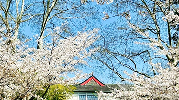 南京林业大学-樱花大道