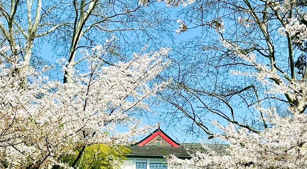 南京林业大学-樱花大道