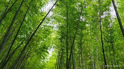 乌山森林公园第 1 张图片