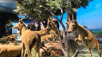 自然博物馆-人类的朋友