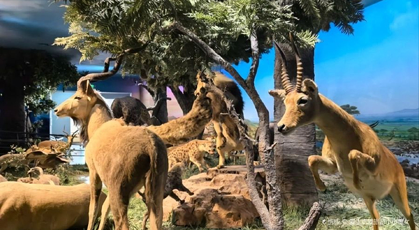 自然博物馆-人类的朋友