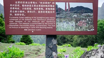 亚高山草甸第 1 张图片