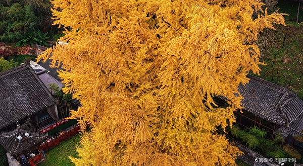 古观音禅寺-钟楼