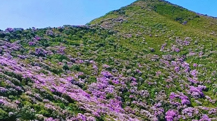 野鸡坪度假区第 1 张图片
