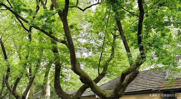 颐和路20号民国建筑