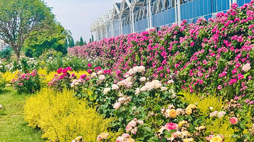 斗南景观月季园