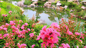 随县炎帝紫薇园