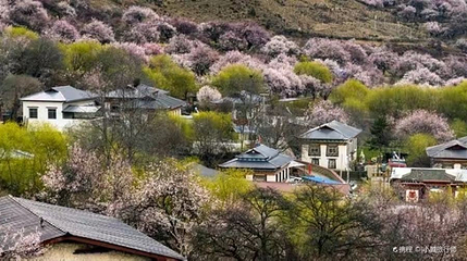 林芝桃花节第 1 张图片