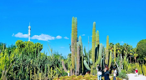 厦门园林植物园-多肉植物区