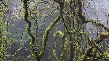 哀牢山国家级自然保护区