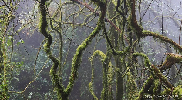 哀牢山国家级自然保护区