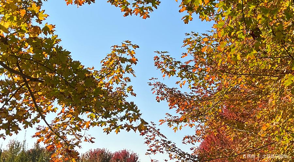 大运河红枫森林景区