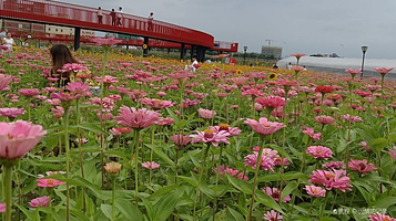 塘厦凤凰岗花海