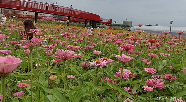 塘厦凤凰岗花海