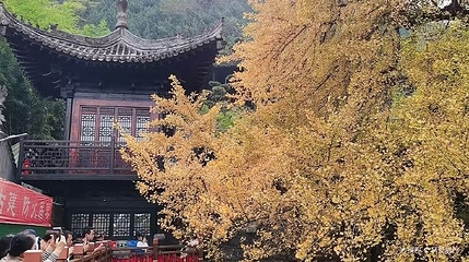 古观音禅寺-千年银杏树第 1 张图片