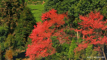 台缘山庄樱花园(百福园)