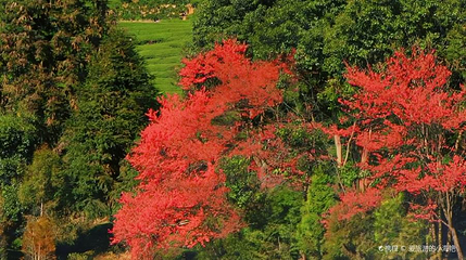 台缘山庄樱花园(百福园)第 1 张图片